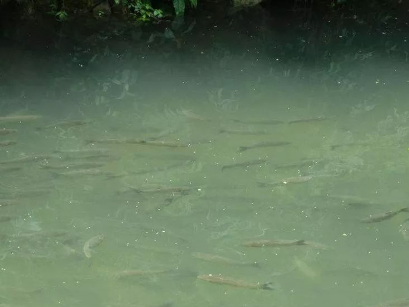 生物毒性分析儀是可測定有毒化合物