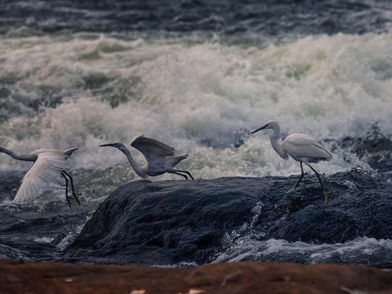 水質總氮與氨氮檢測的區別是什么 水質總氮與氨氮檢測的區別是什么
