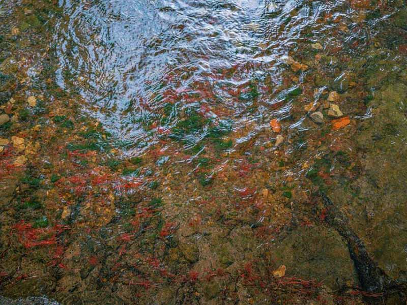 水質葉綠素a檢測儀使用方法