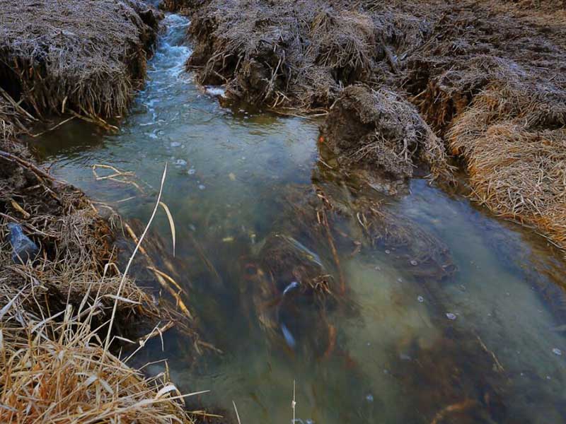 水質生物毒性檢測儀的作用