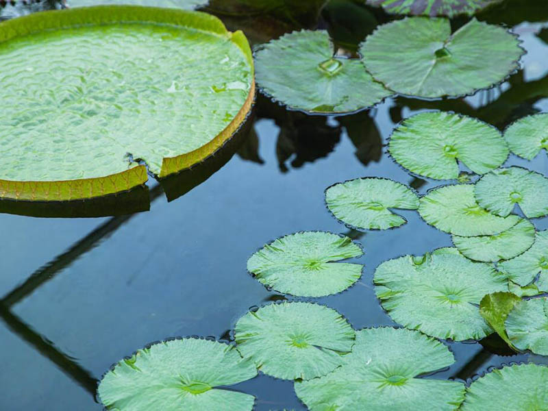 便攜式高錳酸鹽指數(shù)測(cè)定儀怎么用