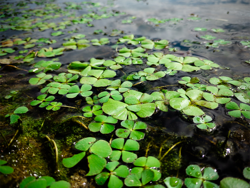 水質藍綠藻分析儀使用方法