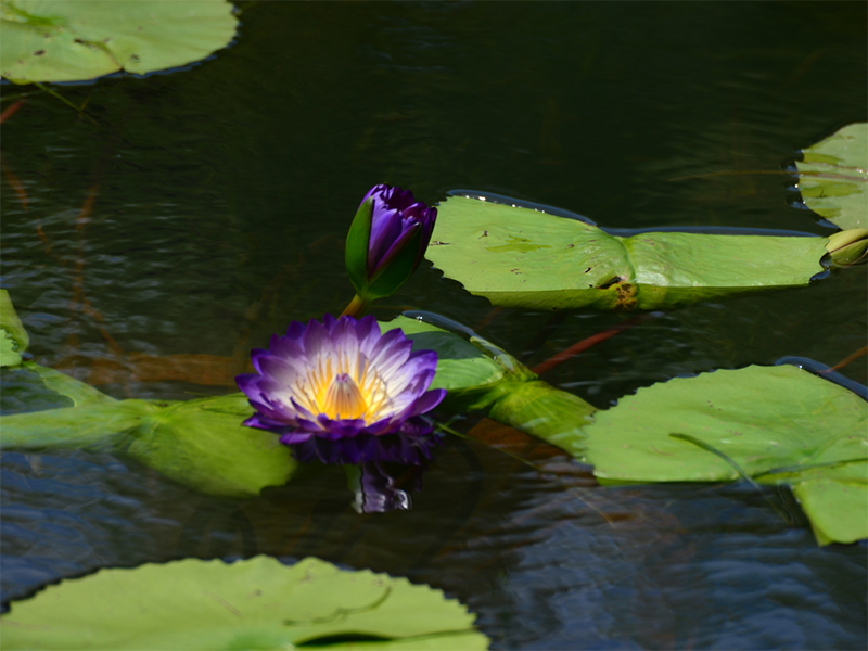 水產養殖水質檢測標準