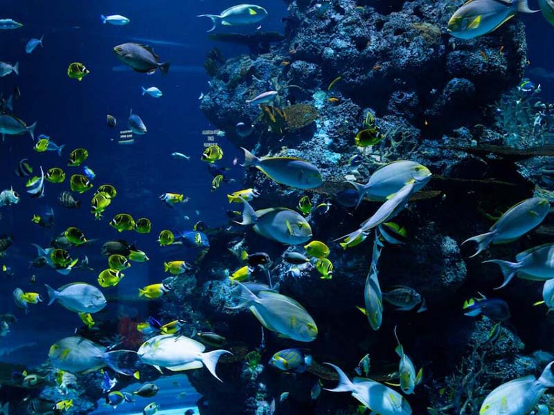 水產(chǎn)養(yǎng)殖需要關(guān)注哪些水質(zhì)指標(biāo)