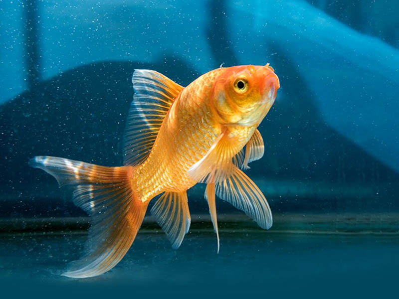 在線溶解氧監(jiān)測(cè)儀如何安裝