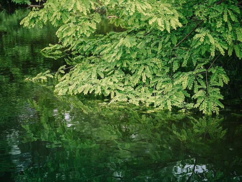 水中葉綠素在線監測儀檢測原理