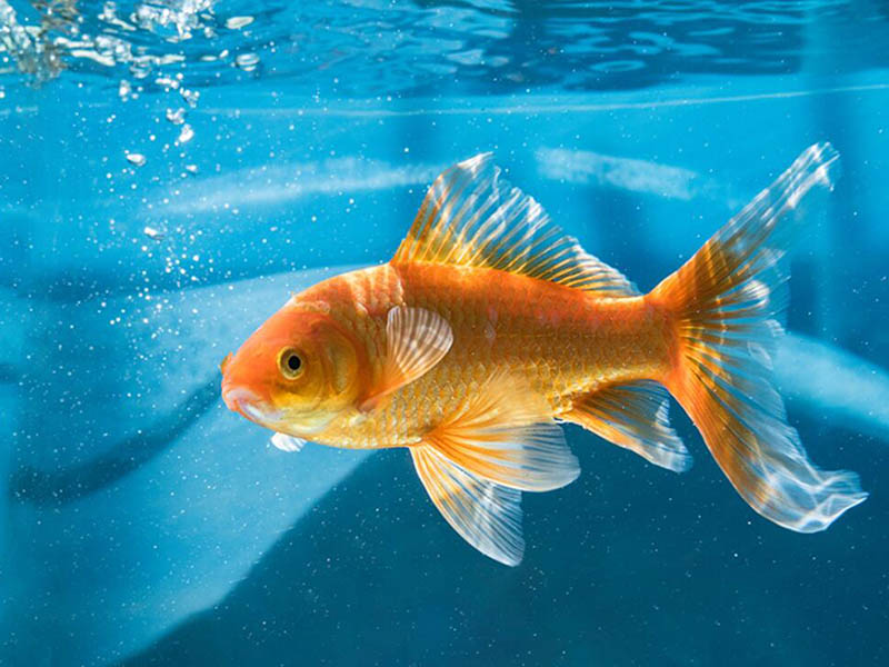 魚塘水質檢測儀功能特點（魚塘水質檢測儀使用技巧）