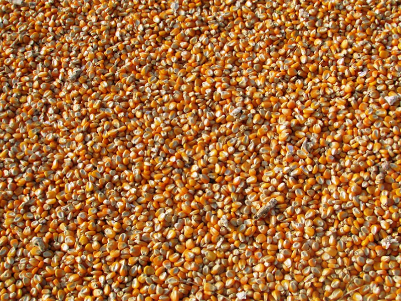 什么是黃曲霉毒素（黃曲霉毒素的產(chǎn)生機制）