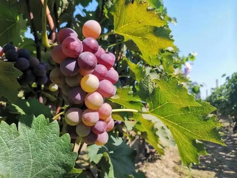 葡萄上會有農藥殘留嗎