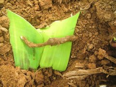 土壤中的酸堿度對(duì)農(nóng)業(yè)生產(chǎn)有什么影響？