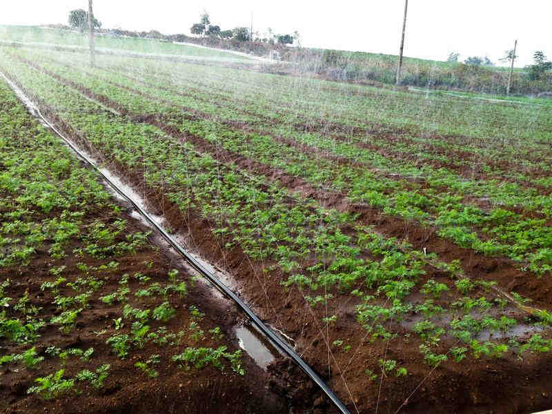 土壤水勢儀是用于灌溉管理的可靠儀器 土壤水勢儀是用于灌溉管理的可靠儀器