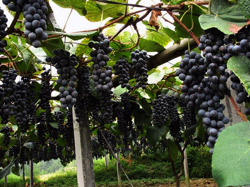 土壤水勢儀可用于葡萄園灌溉管理 土壤水勢儀可用于葡萄園灌溉管理